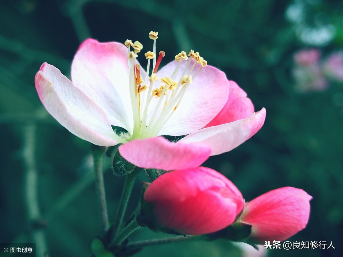 海棠诗词精选： 偷来梨蕊三分白，借得梅花一缕魂。