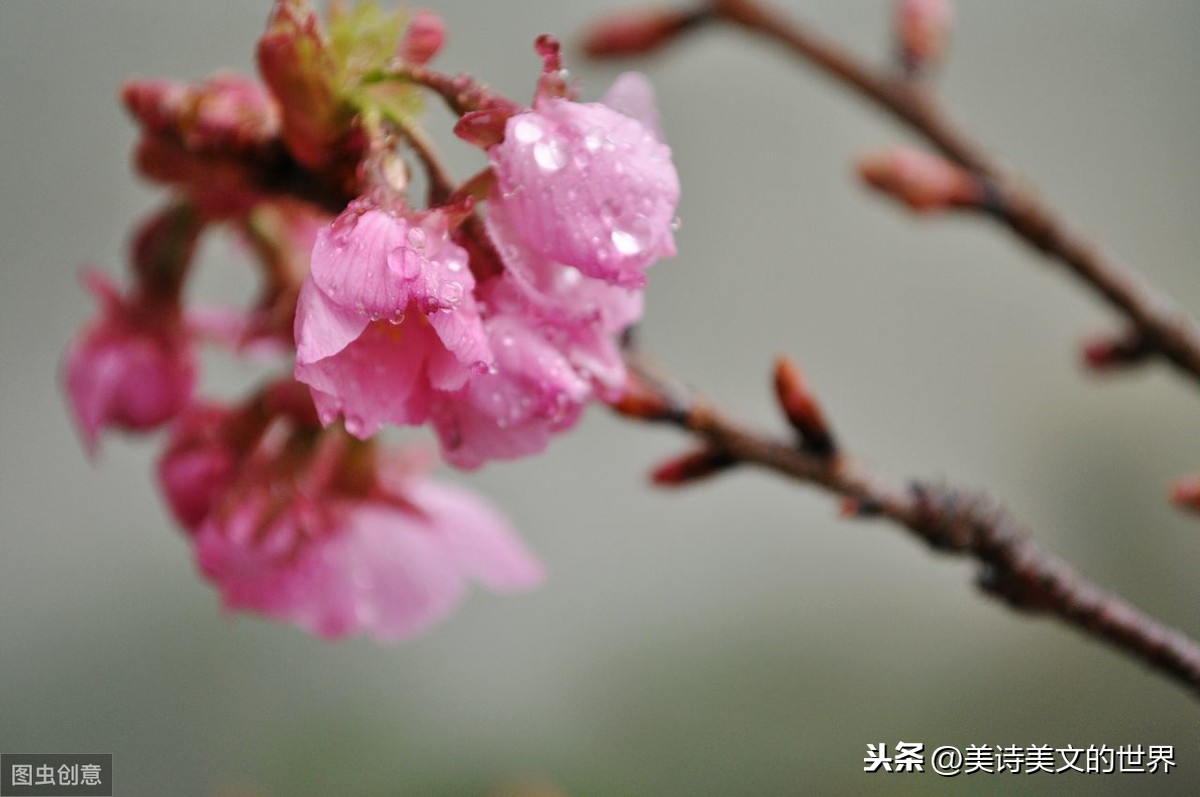 苏轼晚年写首咏梅词，通篇无梅字却成咏梅名篇，最后一句令人心醉