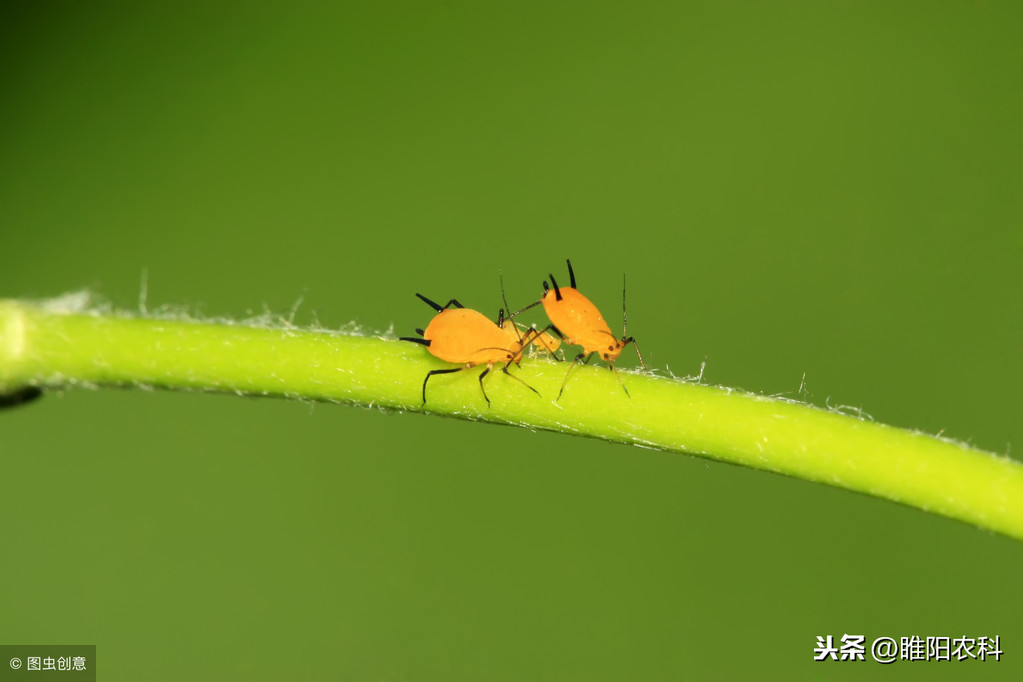 甲拌磷是什么农药（甲拌磷是什么农药毒性）-第1张图片-昕阳网