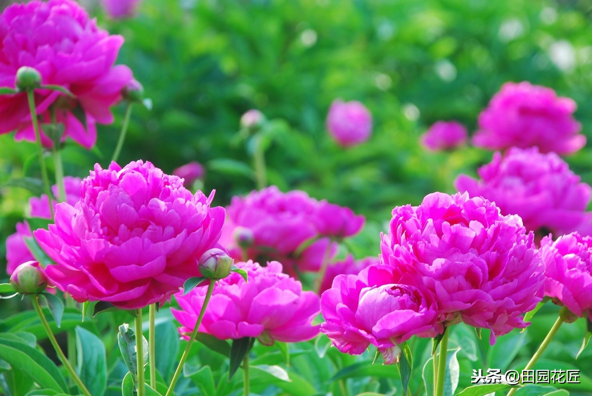 芍药的种植方法及时间（芍药的种植方法及时间图片）-第10张图片-巴山号