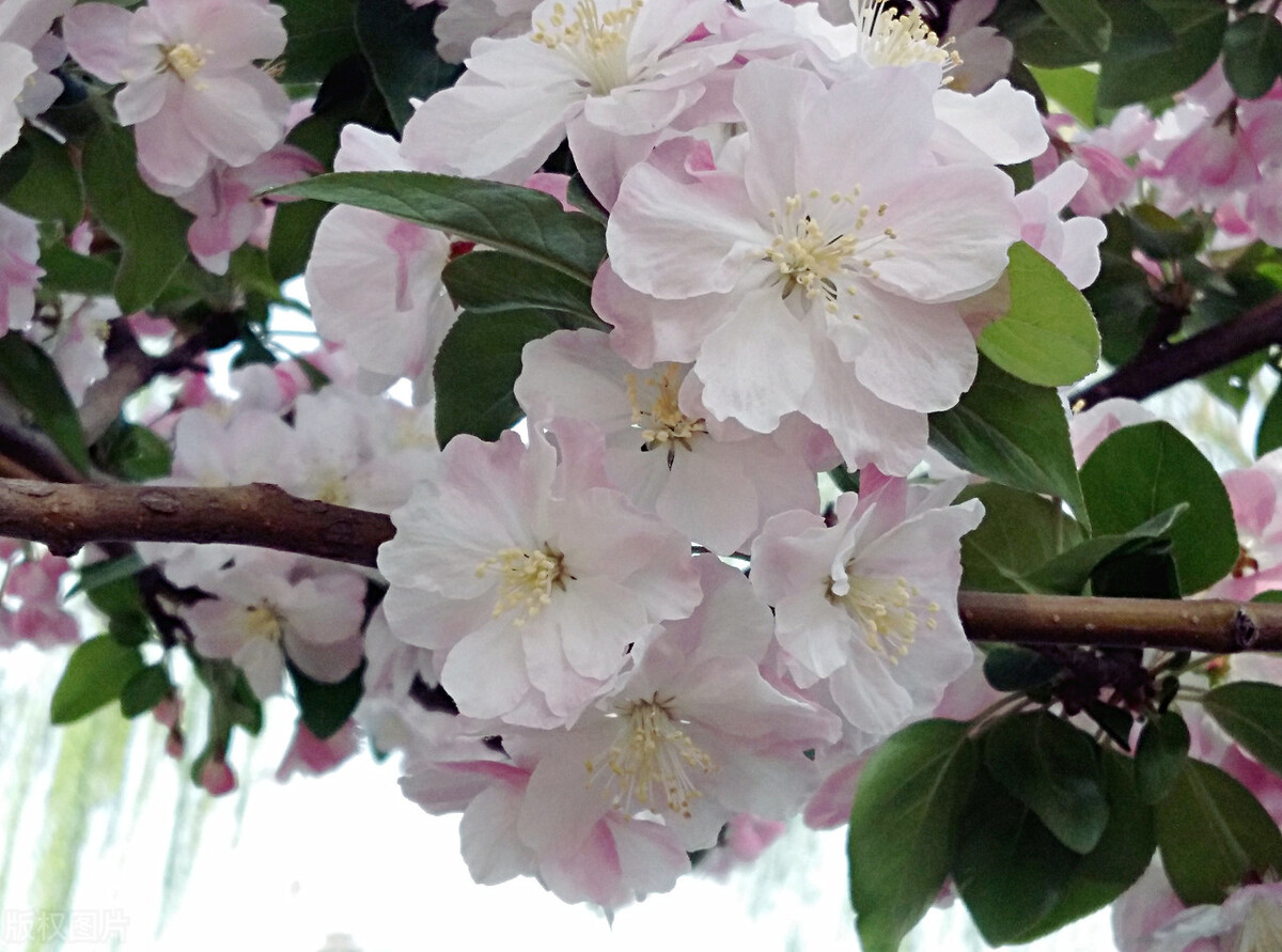 解花語:西府海棠