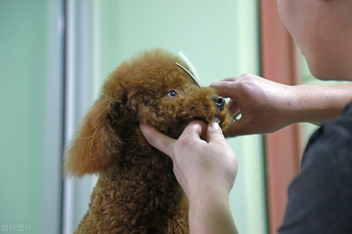 养一只泰迪犬要花多少钱？