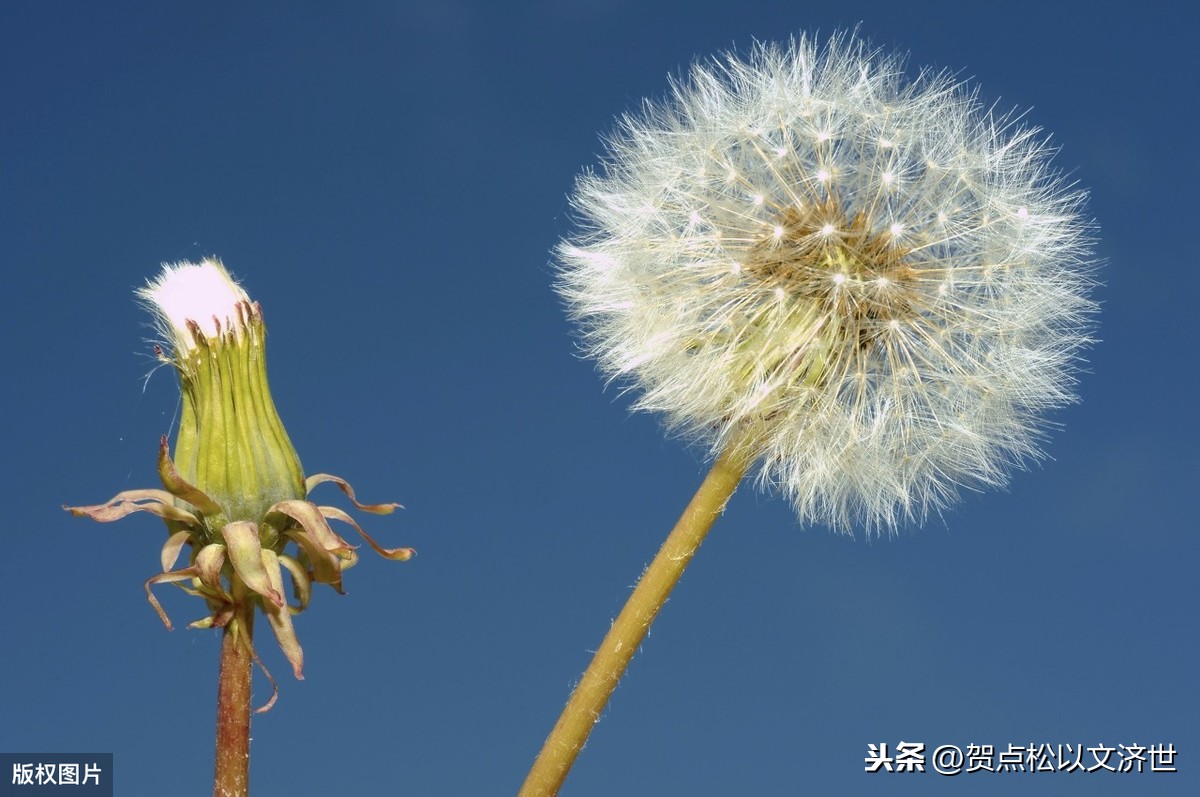 面对命运，像蒲公英一样平静（美文）