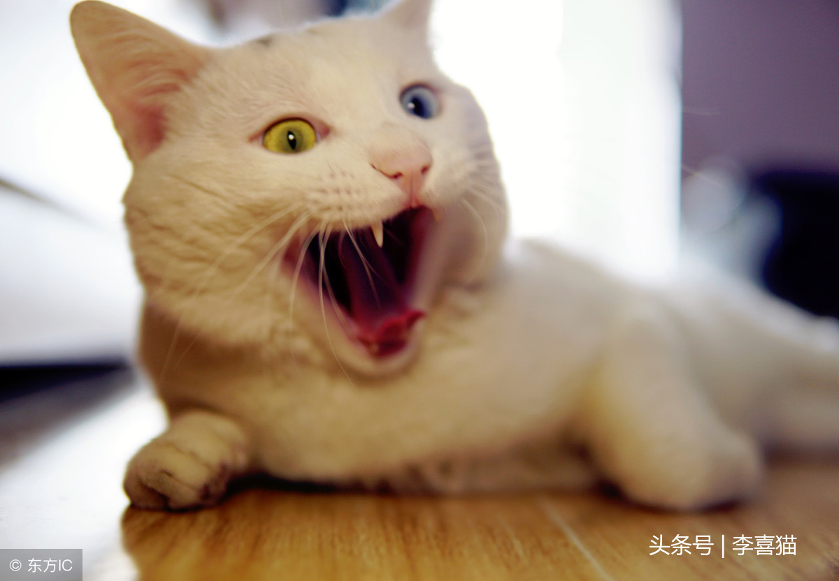 猫咪出现口臭很可能是健康状况的信号，铲屎官要重视起来认真应对