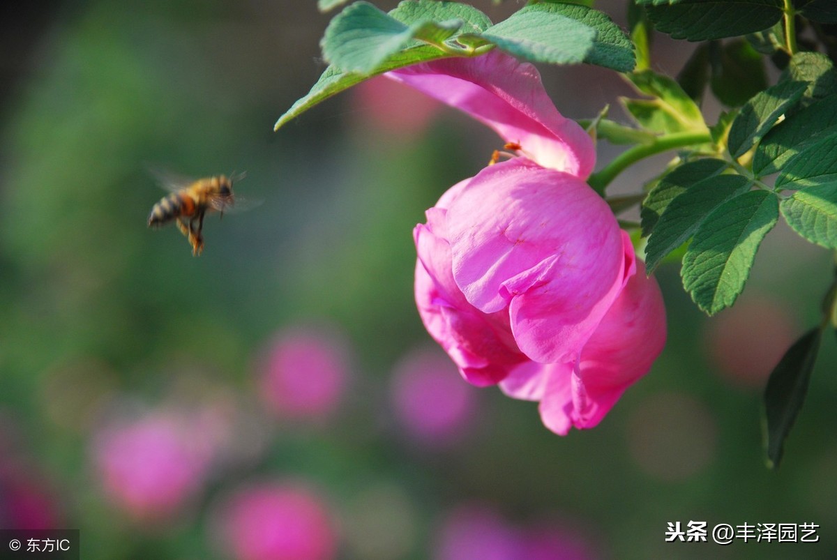 寓意好的苗圃取名（2019寓意好的苗圃取名）-第2张图片-昕阳网