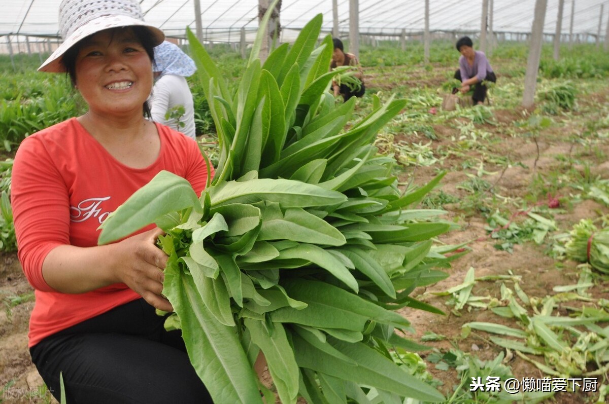 莴笋和油麦菜的区别（莴笋和油麦菜的辨别方法）