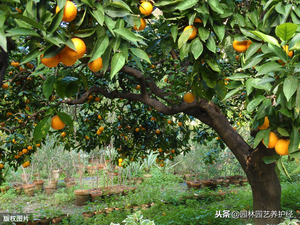 毒死蜱的作用和功效（毒死蜱能防治哪些害虫）