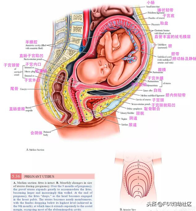 子宫颈是什么样的(女性生殖解剖（子宫部分）)