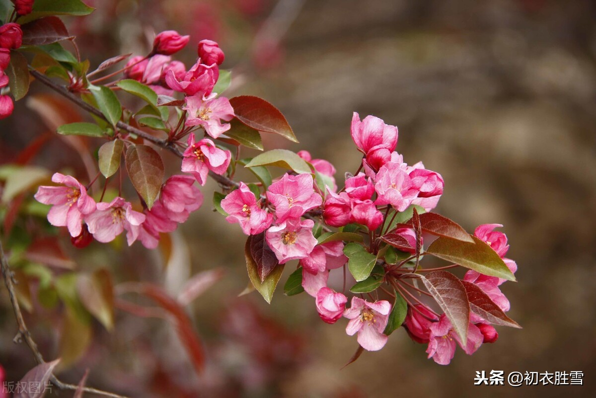 十月小阳春，红楼梦中的海棠花开，真的是妖孽吗？