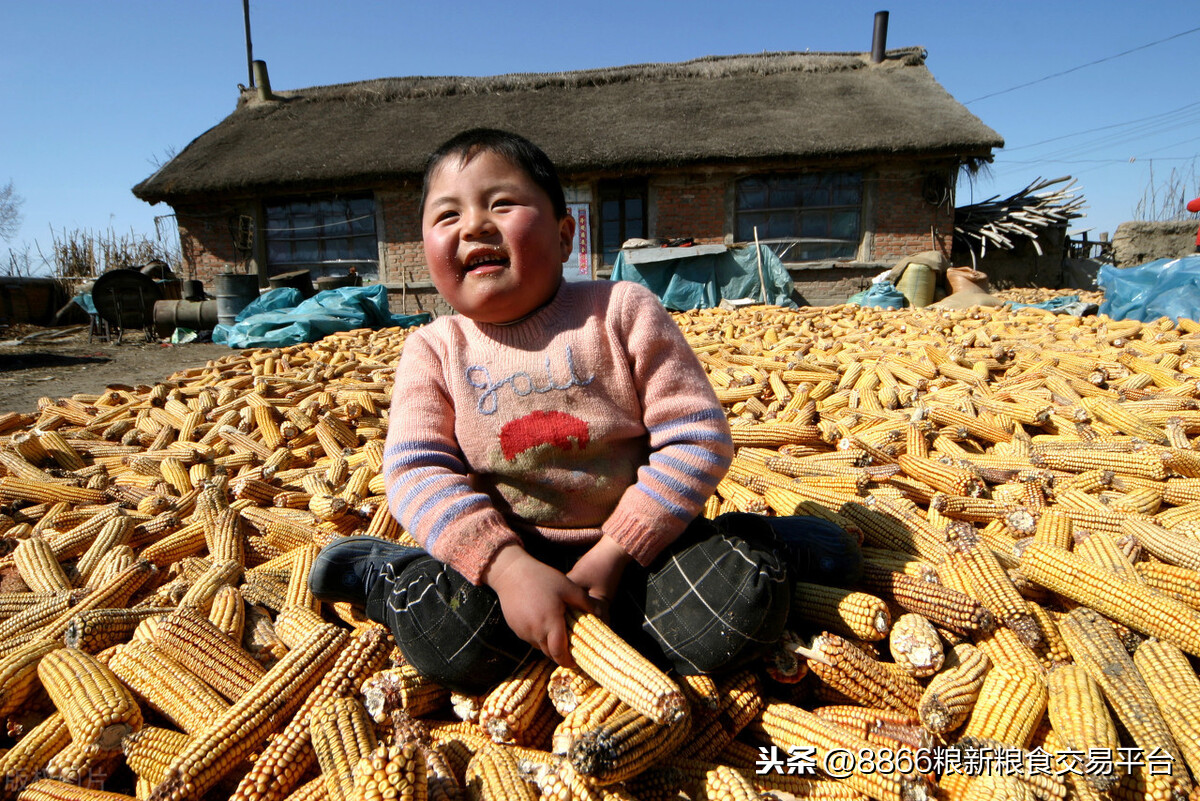 黑龙江省象屿集团今日玉米价格「黑龙江省象屿集团公司与代储收购风险」