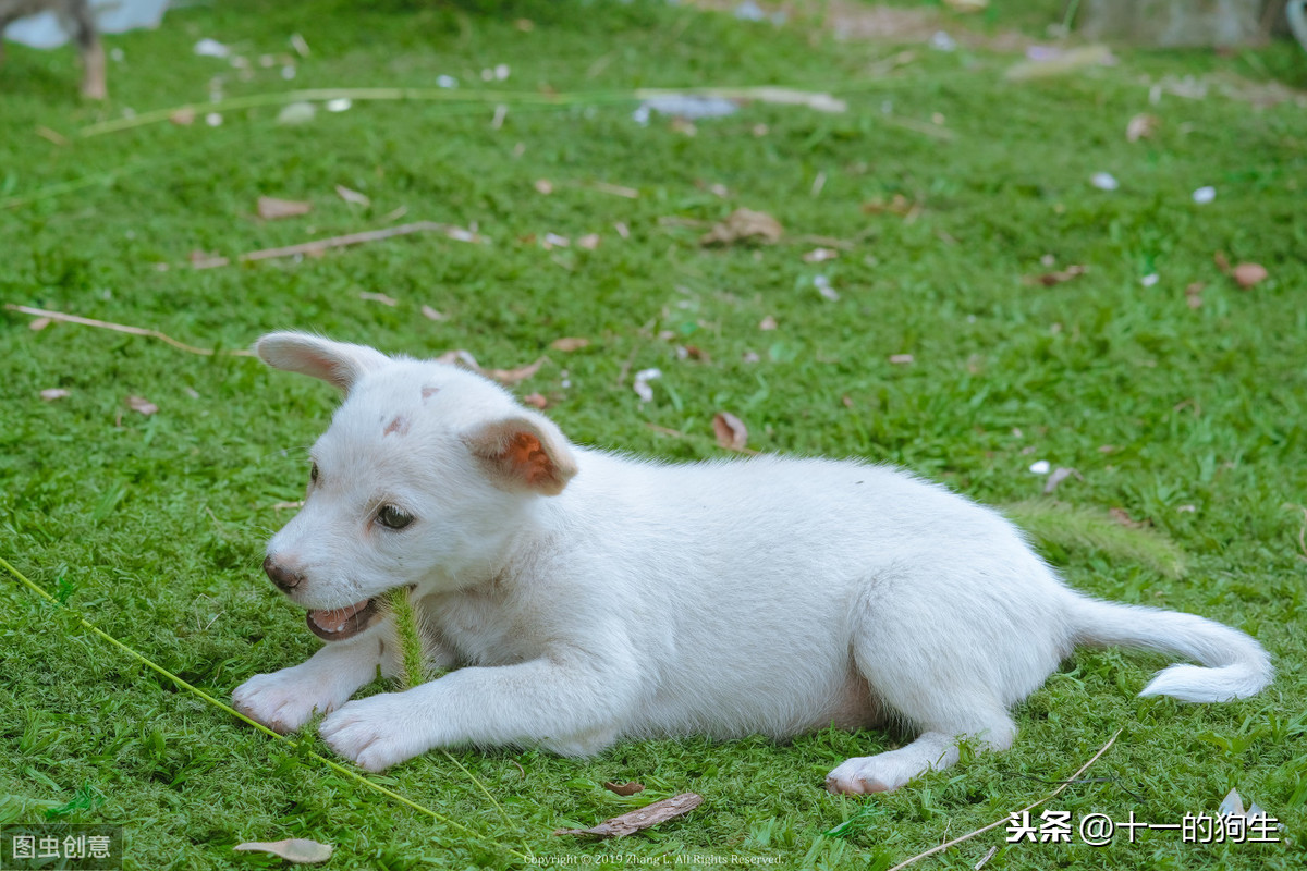 为什么幼犬需要接种三针一模一样的疫苗？请收下这份幼犬疫苗指南