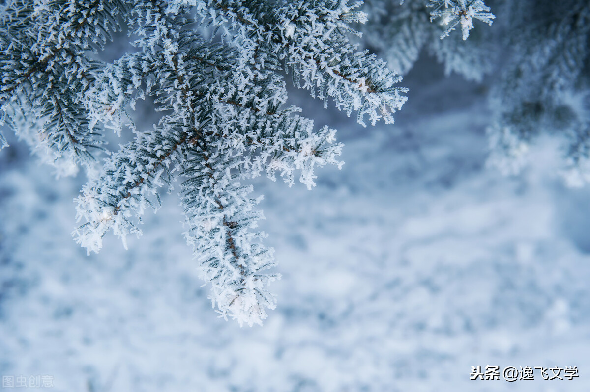 「散文」小雪逢大雪