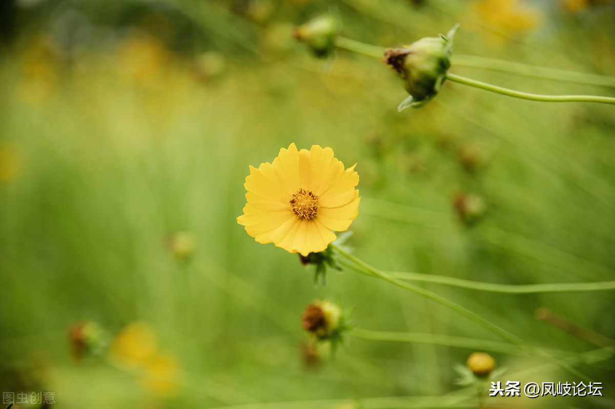 草蛇灰线是什么意思（红楼梦重要的写作方法分享）