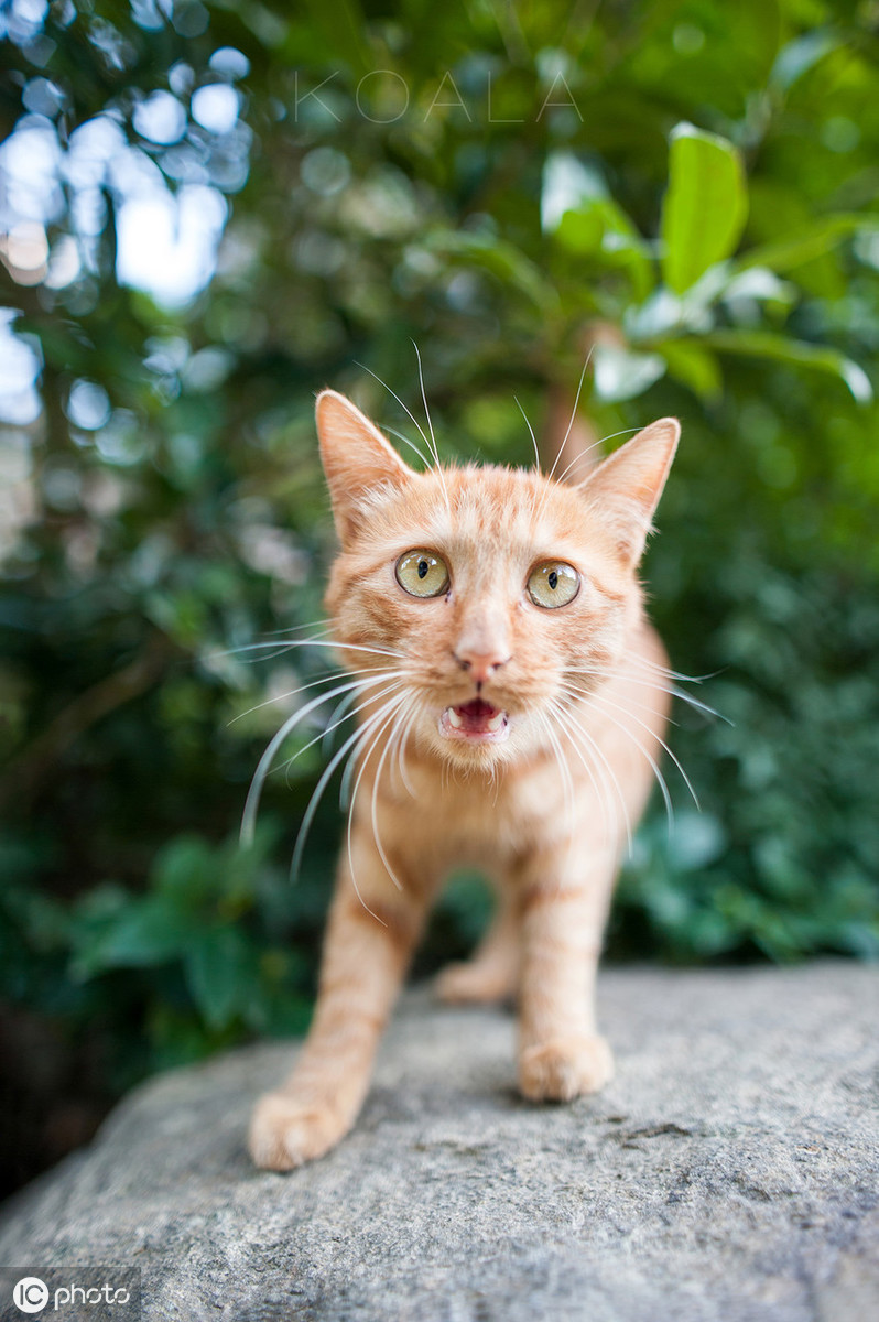 传说中剪刀找猫大法，求助野猫法到底是怎样一回事？