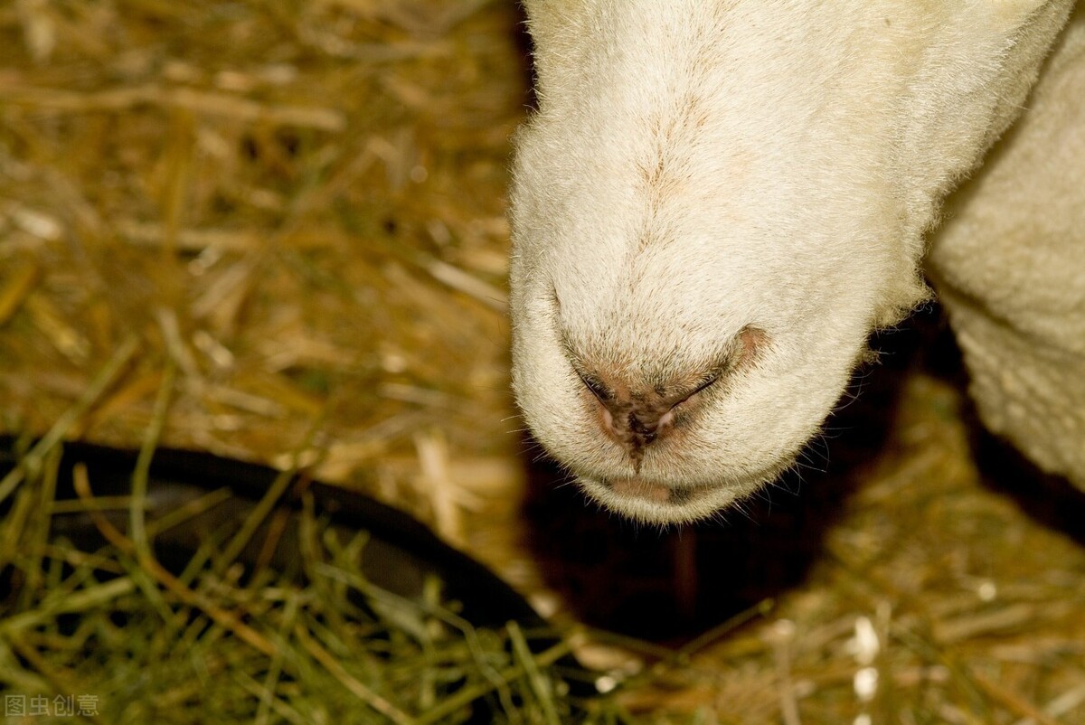 养殖100头育肥羊需要准备多少钱买饲料呢？