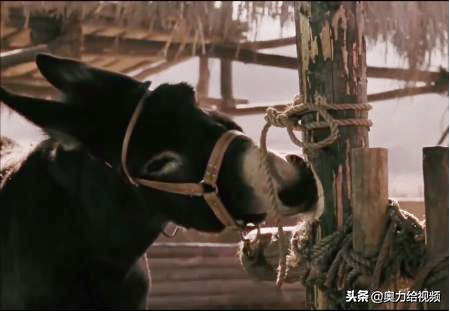 知青电影《走着瞧》，两只驴和一个人的荒诞故事
