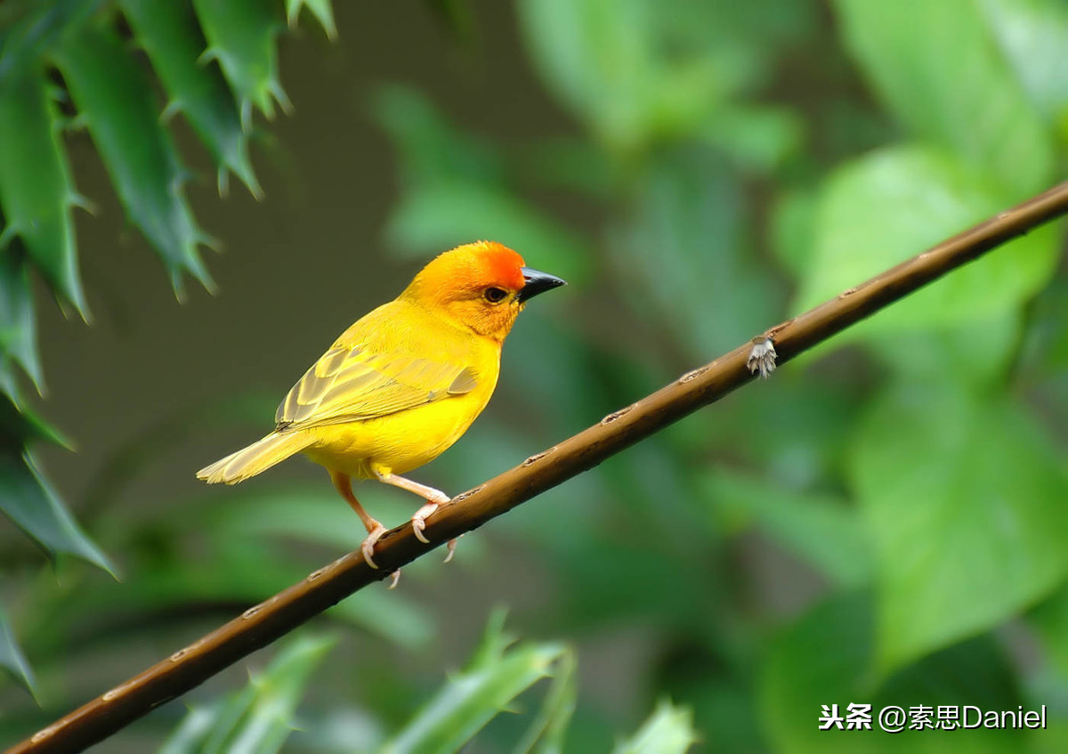 索思英语解码单词（第8个）——bird鸟