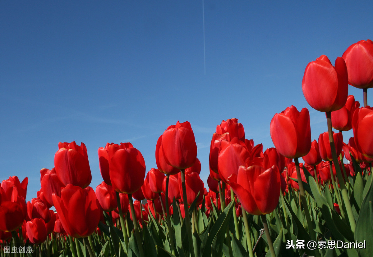 索思英语解码单词（第206个）——flower花