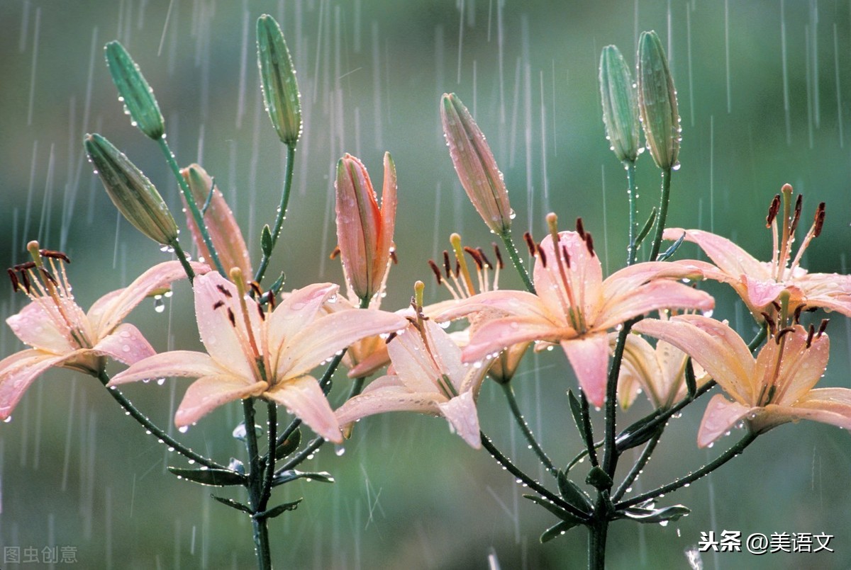 优秀习作--《观雨》