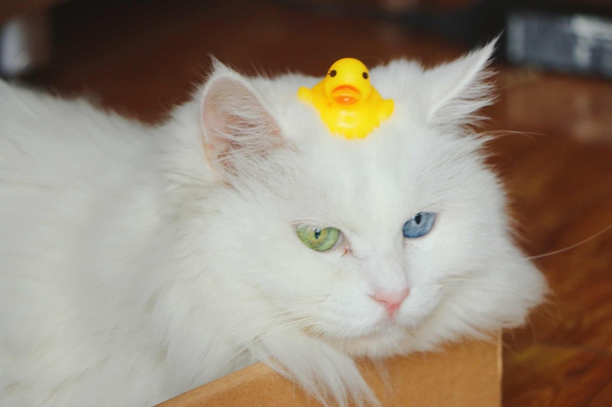 白色长毛猫（白色长毛猫蓝眼睛是什么品种）-第5张图片