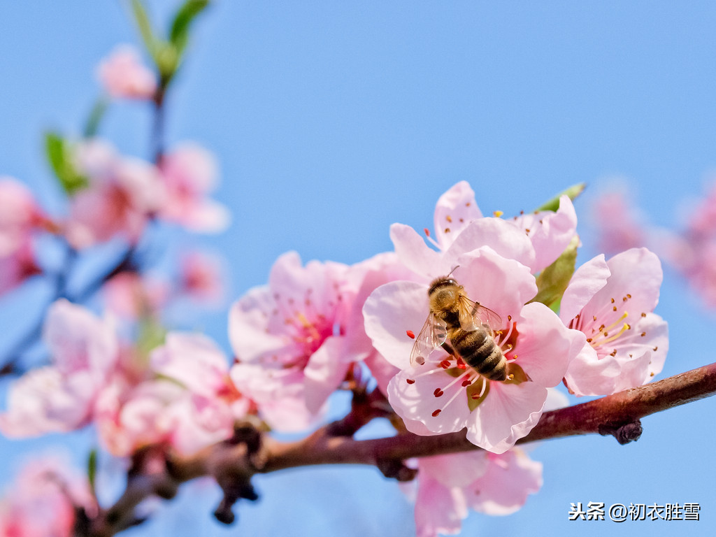 诗经桃花：桃之夭夭，灼灼其华，先秦最端庄美丽的花朵