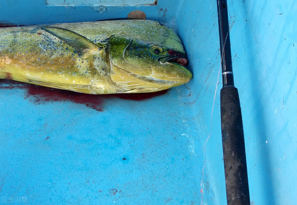 多寶魚圖片大全大圖(美國人偏愛的10種野生魚類) - 赤虎壹號