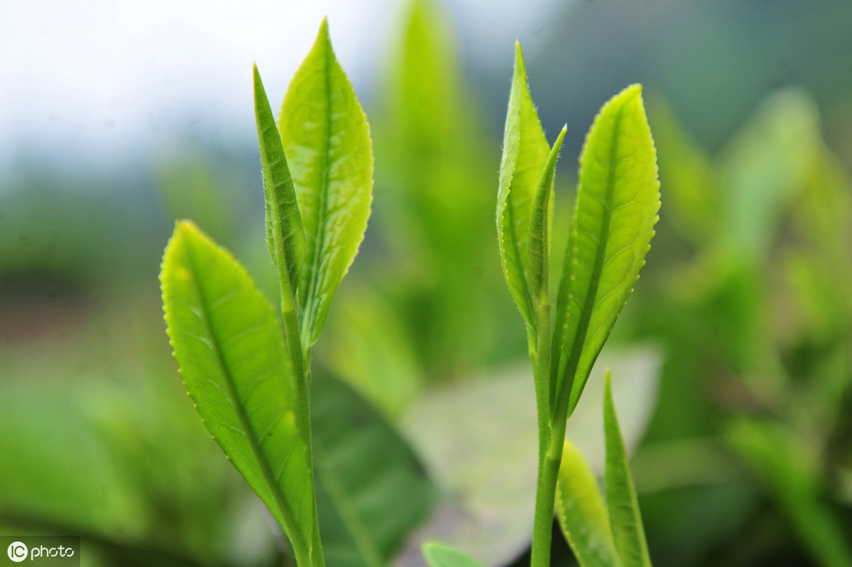 茶是酸性还是碱性（茶叶是碱性的，却喜欢在酸性土壤生长）