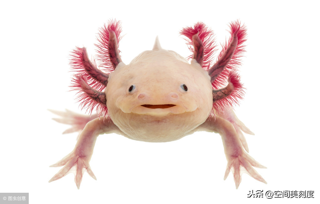 美西鈍口螈(六角龍魚)axolotl