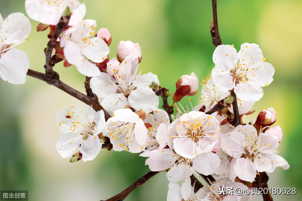 11月3日花語:西洋櫻草,生日花語孤寂_達一風水網