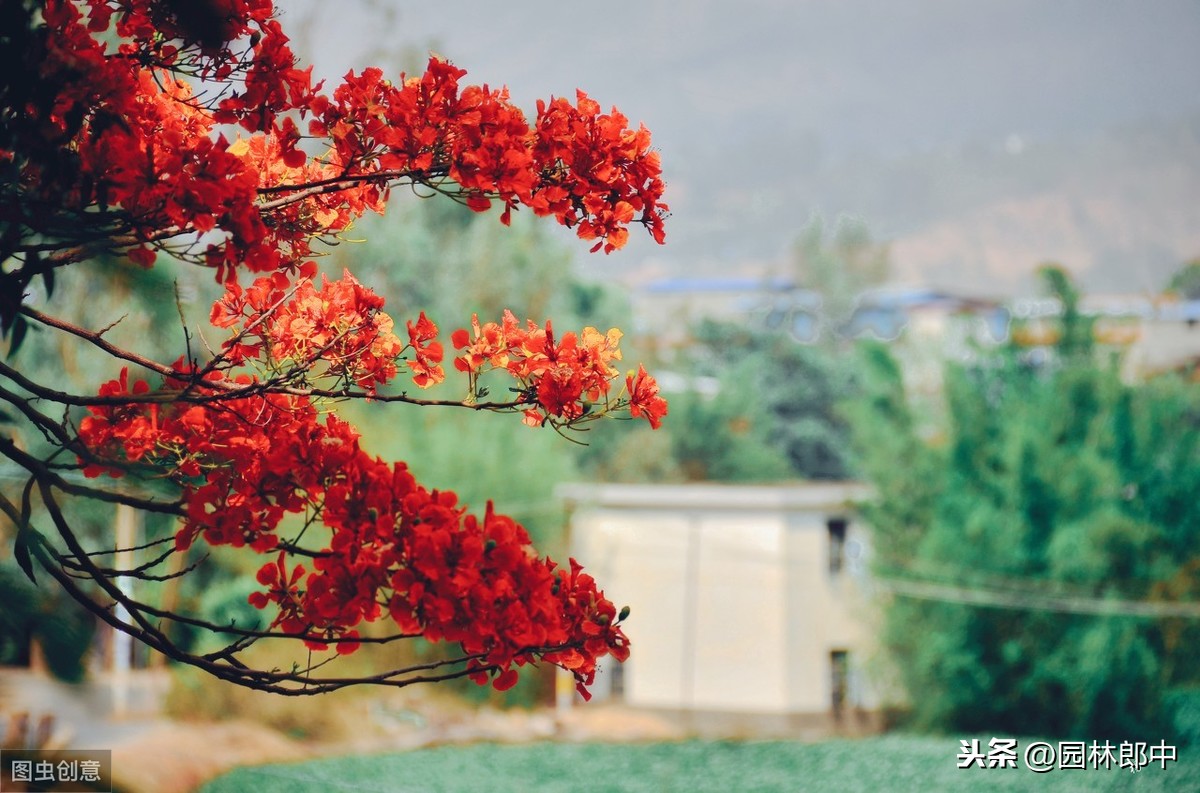 凤凰花，花开两季，一季缘来，一季缘散