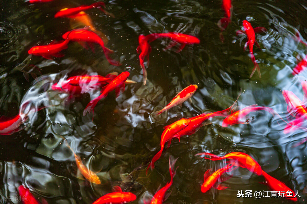 怎么自制鱼食（分享自制鱼食的配料与做法）