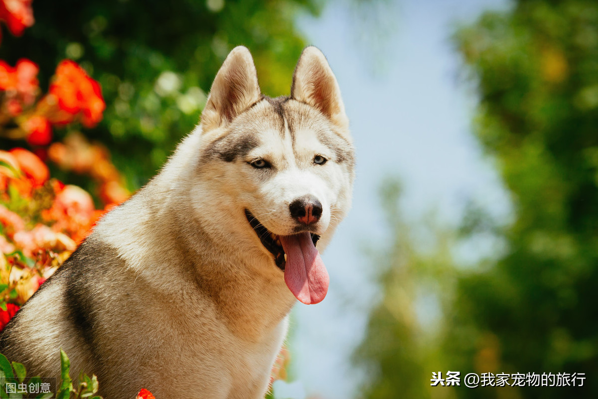 哈士奇标准体型对照表，哈士奇标准体重身长是多少