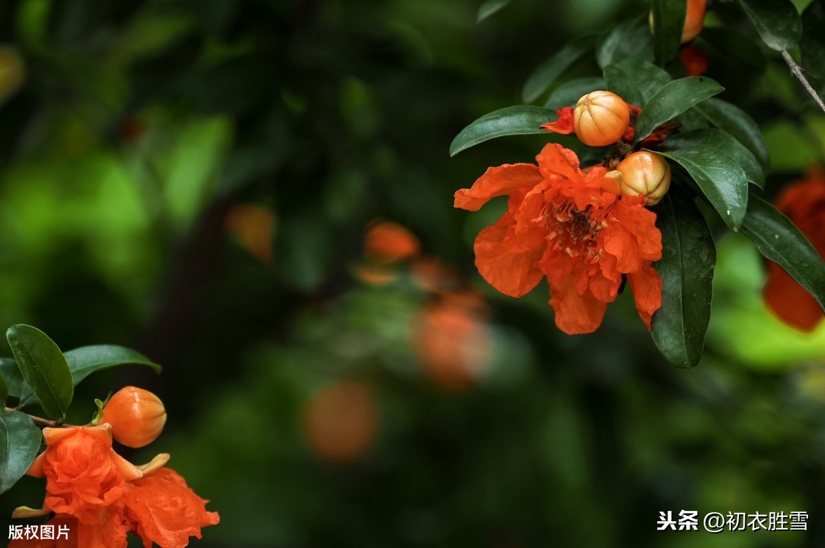 初夏美句：石榴开遍透帘明，夏浅胜春最可人