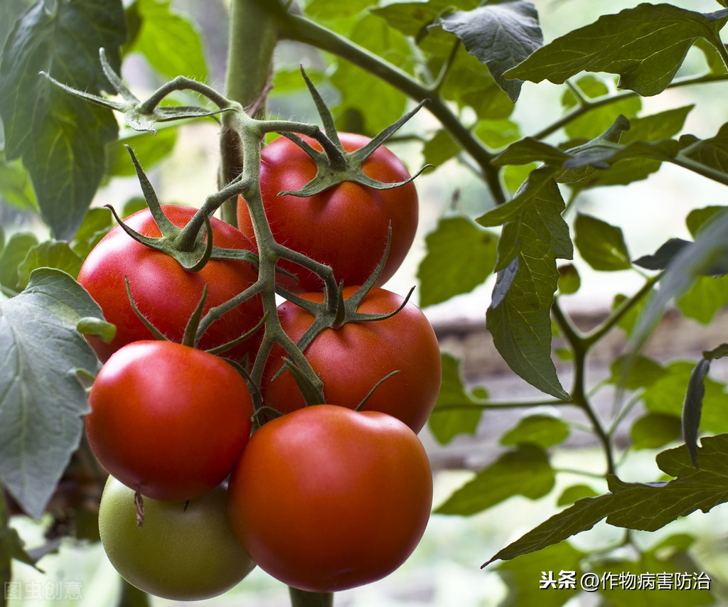 西红柿种子怎样育苗（番茄育苗的知识要点）