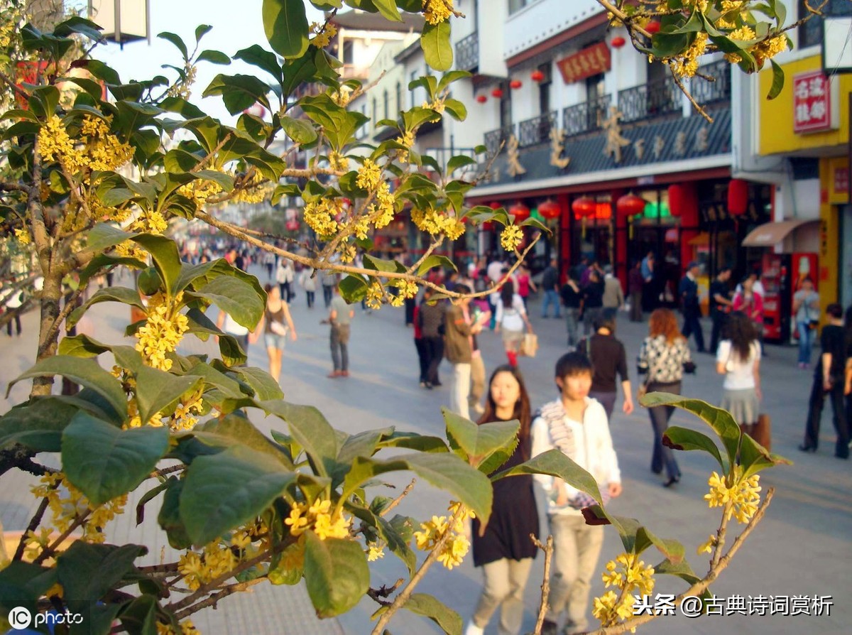 何须浅碧轻红色，自是花中第一流 李清照咏桂花，堪称咏物词巅峰