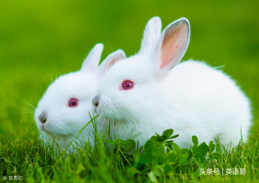 兔子用英语怎么读（兔子用英语怎么读复数）-悠嘻资讯网