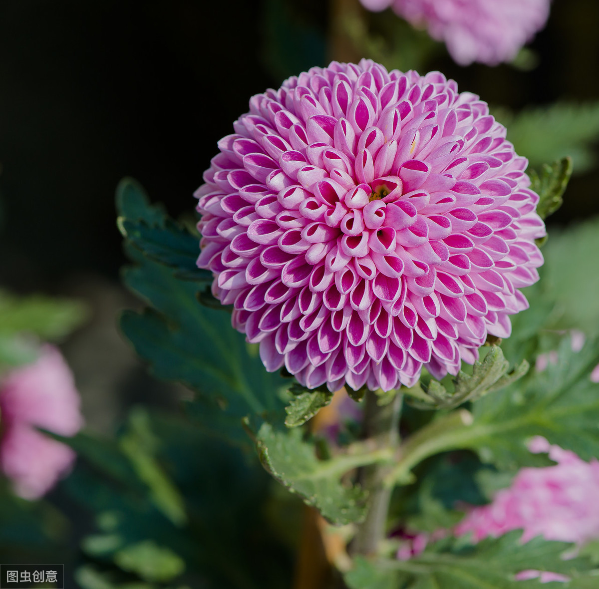 乒乓球氧化怎么去除(室内想养好乒乓菊，试试下面几个办法，保证花开的又大又好)