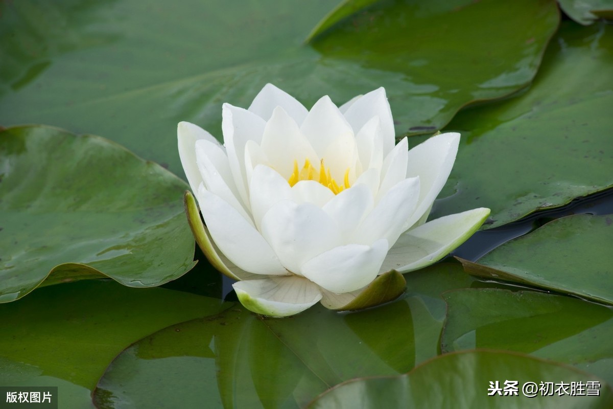 夏诗中的爱情：过尽千帆皆不是，睡莲花开白蘋洲