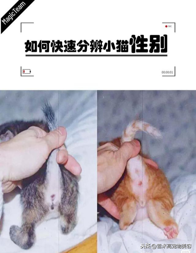 怎么区分公猫母猫图片