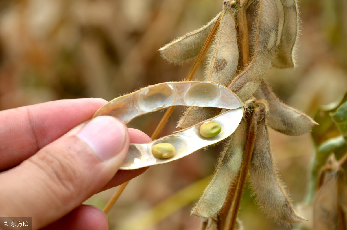 现在大豆收购价多少钱一斤？2018年全国黄豆最新收购价和行情信息