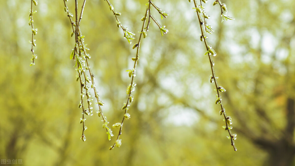 十首诗词里的柳树：渡头杨柳青青，枝枝叶叶离情