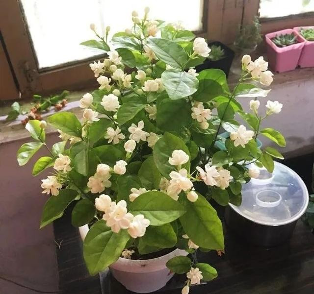 冬天养茉莉花的注意事项 茉莉花过冬怎么养护