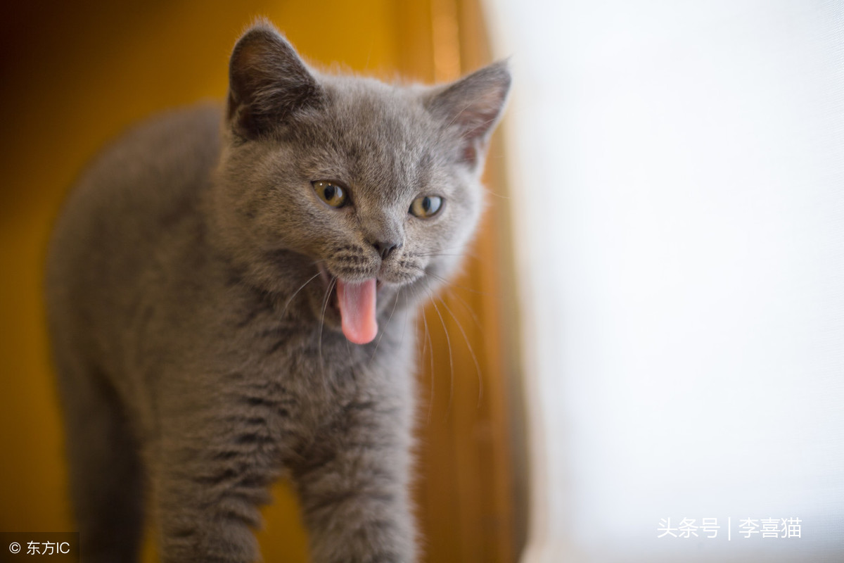猫咪出现口臭很可能是健康状况的信号，铲屎官要重视起来认真应对
