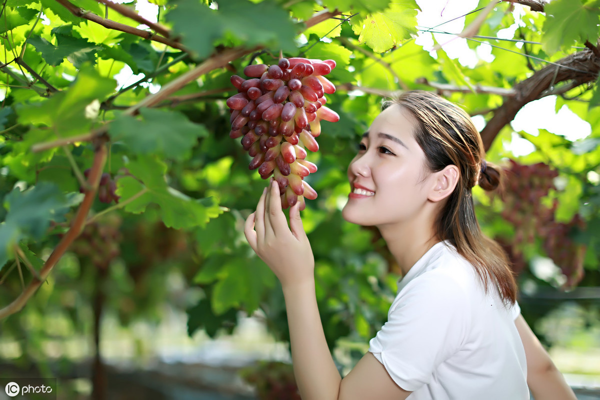 中原葡萄种植始于什么年代（中原种植葡萄始于哪年）-第5张图片-科灵网