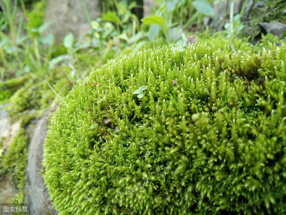 苔藓的养殖方法和注意事项（苔藓可以养在水中么）