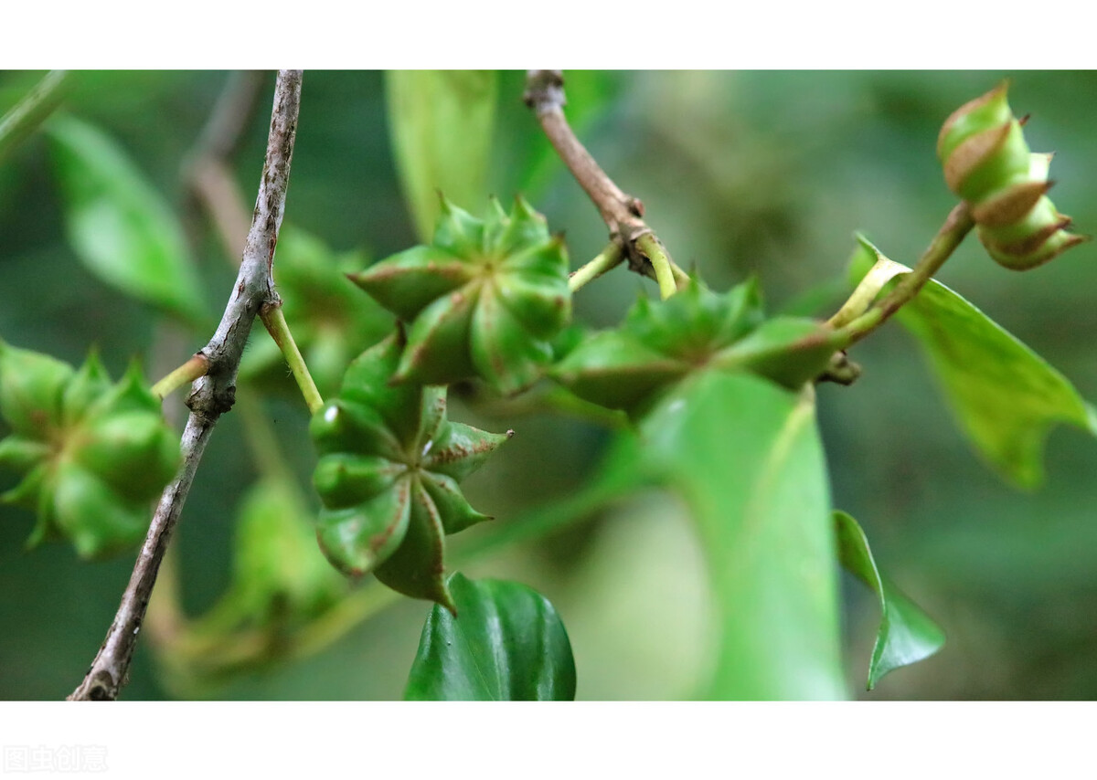 八角去年一斤2块钱,今年上涨到9块,种植户却说:没多赚到钱