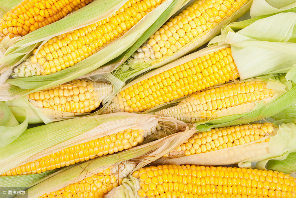 玉米供大于求行情上升困难，短期内仍将处于低迷状态（2月28日）