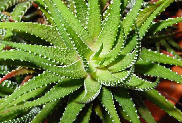 十大可祛除甲醛的植物排名 室内除甲醛植物有哪些