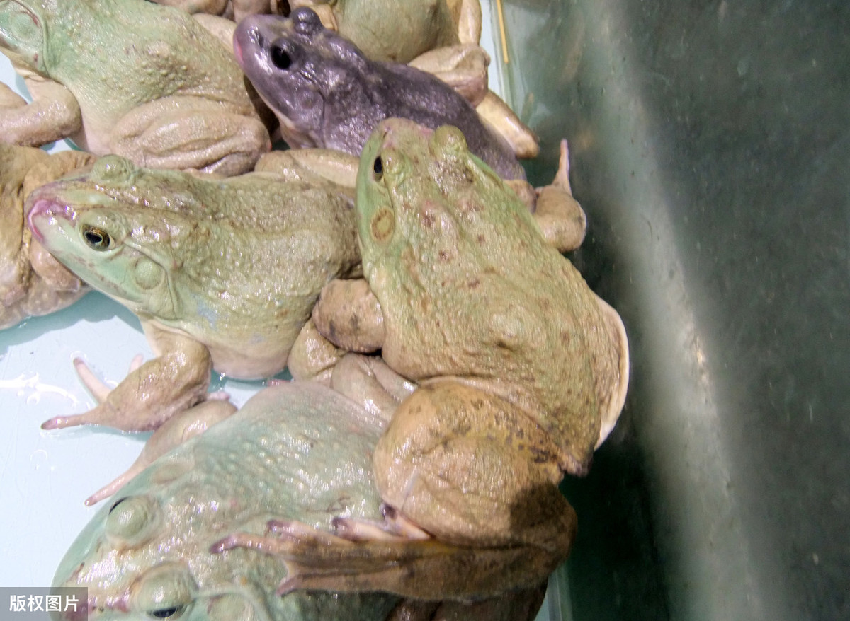 角蛙和非洲牛蛙,非洲牛蛙,角蛙_大山谷图库