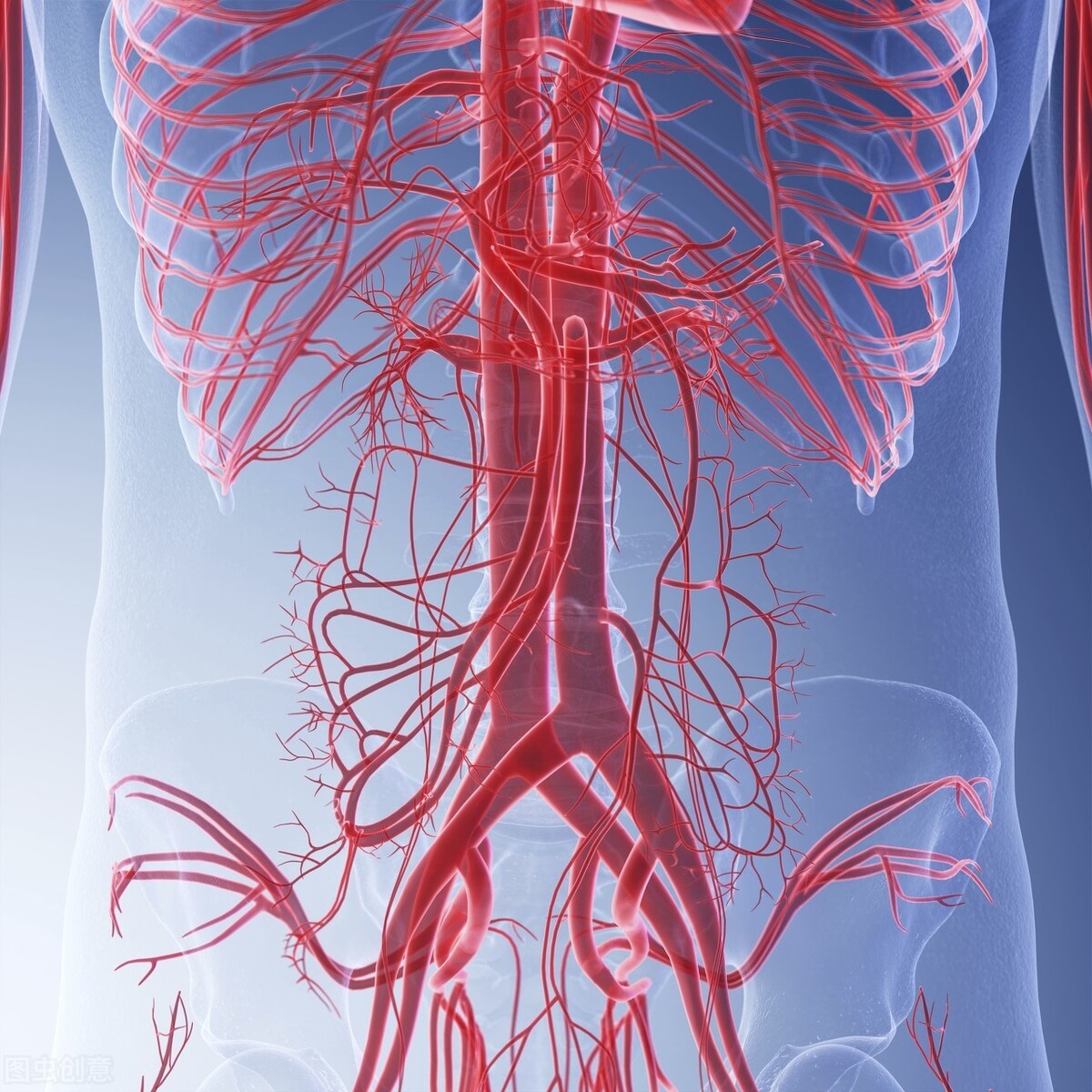 动脉血管的主要功能